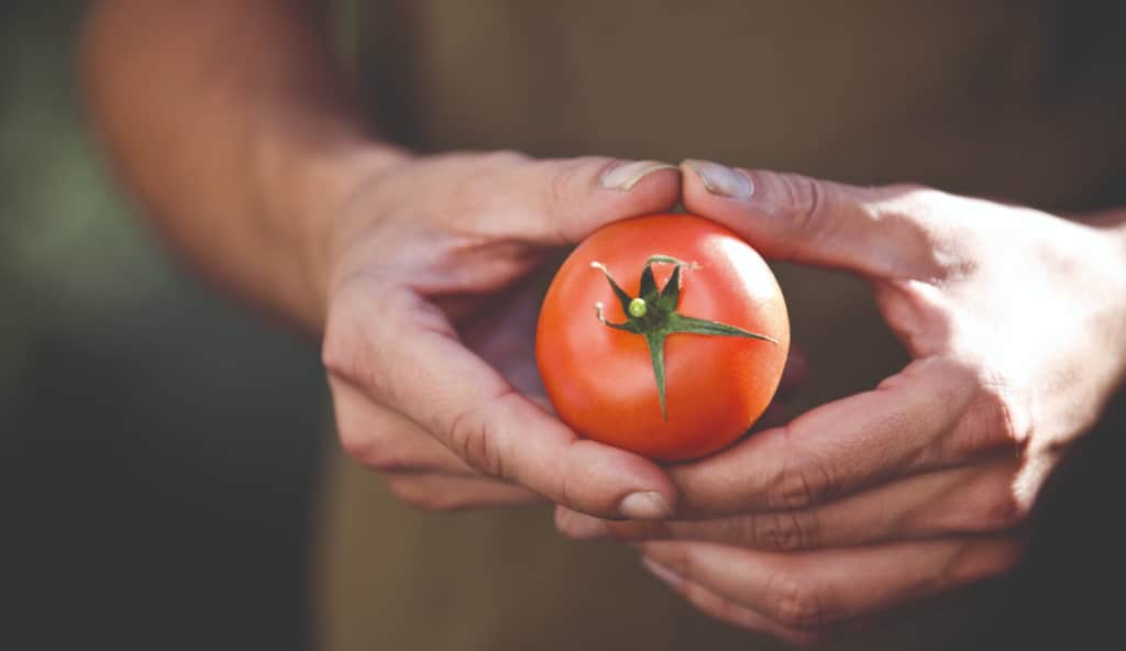 2 mains tenant une tomate. 