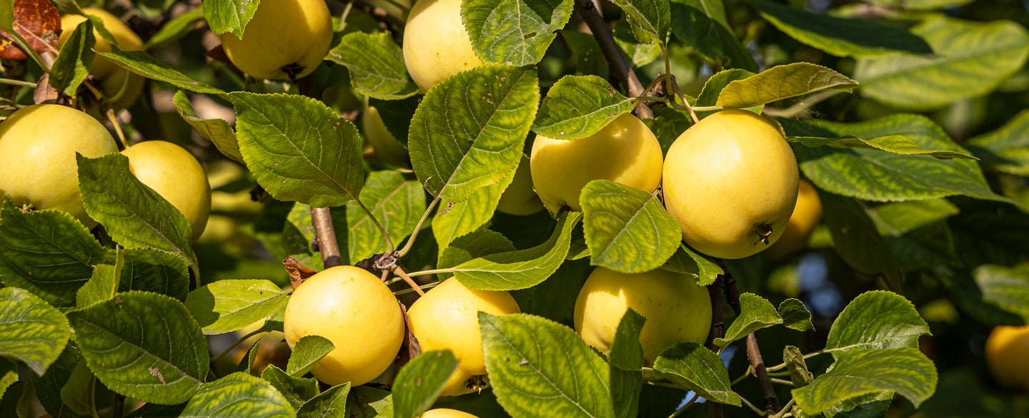 Image de décoration en fond présentant du feuillage et des pommes