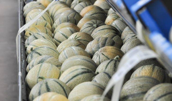 Melon type charrentais